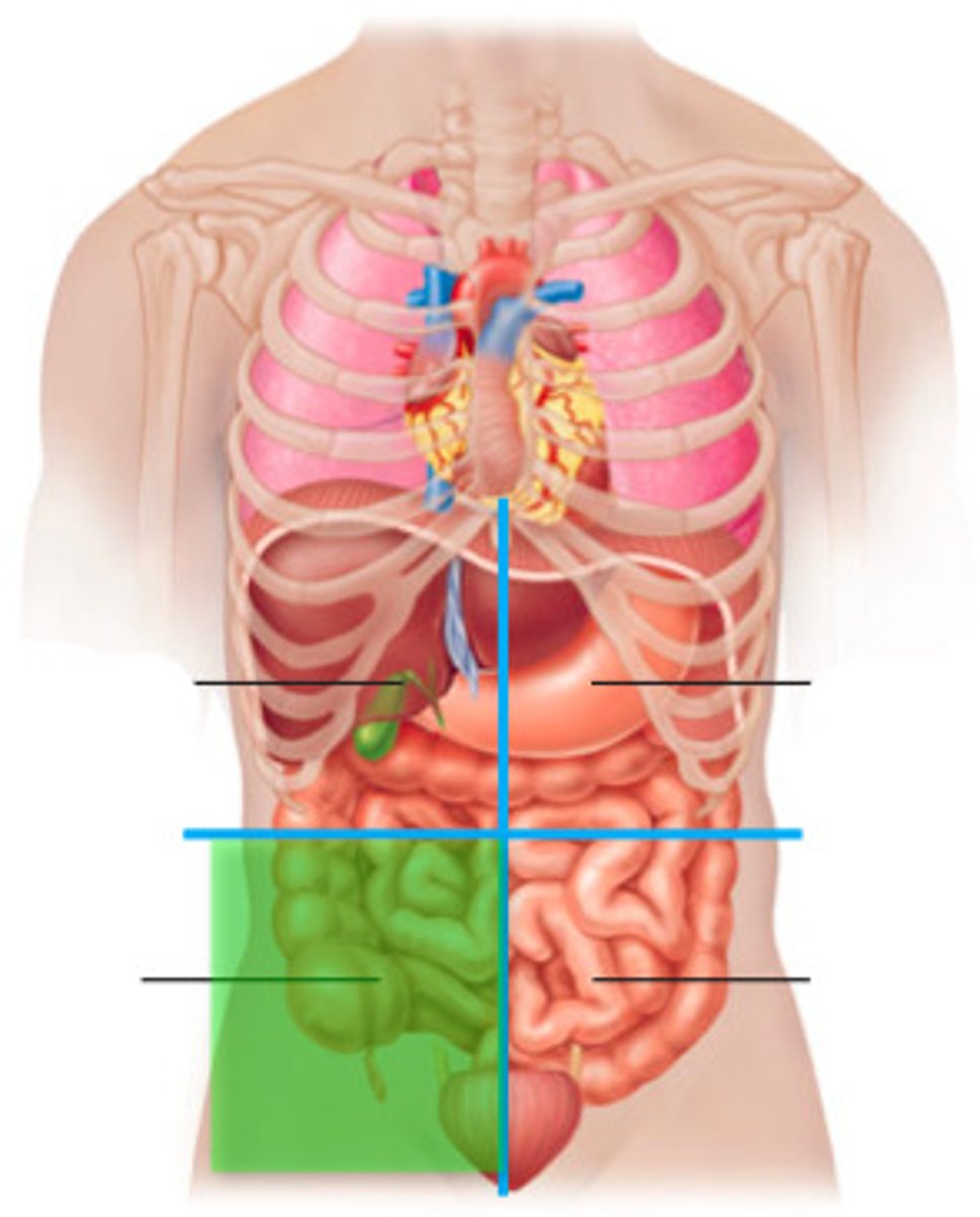 <p>Contains appendix and parts of intestines.</p>