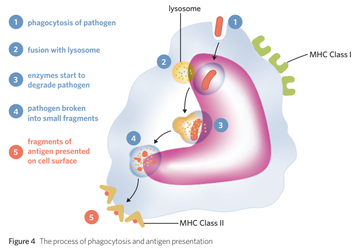 <ul><li><p>phagocytes - leukocytes that engage in phagocytosis, a strategy used to attack extracellular pathogens in tissue fluid or blood. phagocytes include:</p><ul><li><p>neutrophils</p></li><li><p>macrophages</p></li><li><p>dendritic cells</p></li></ul></li></ul><ul><li><p>cytokines - phagocytes also release signalling molecules to communicate with the immune system. ex. cytokine, helps protect against pathogens + guide immune cells to site of infection or injury</p></li></ul><p></p>