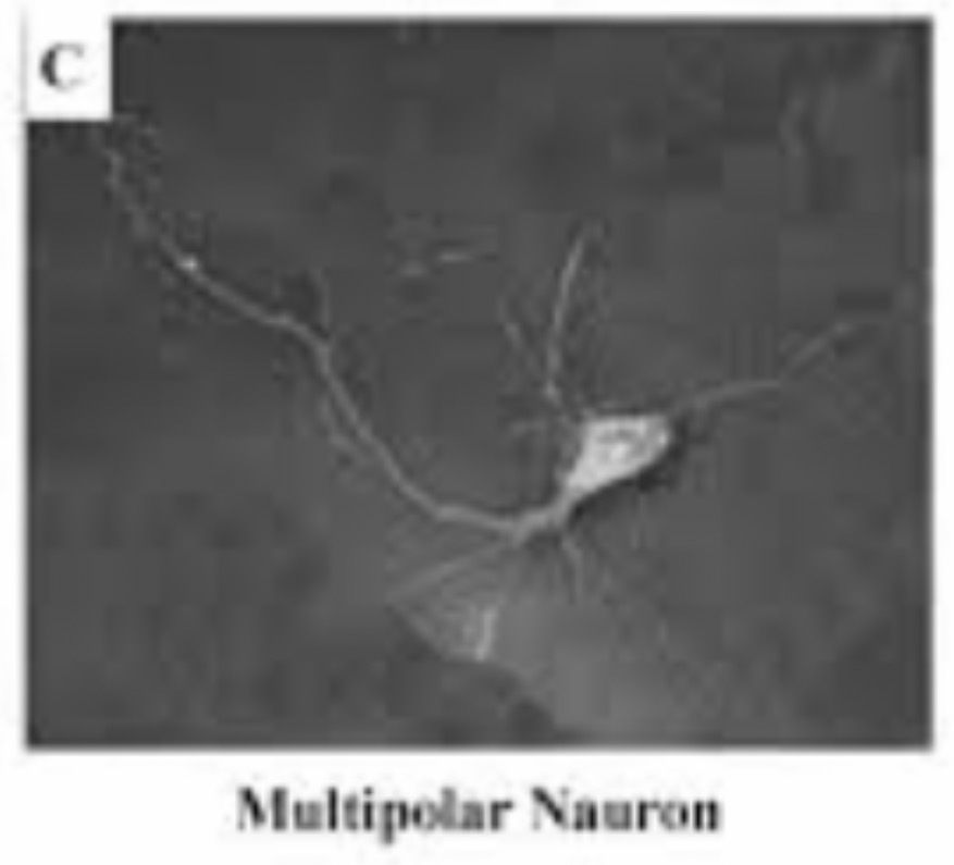 <p>Multipolar Neuron : Function : Transmits nerve impulses between the brain, spinal cord, muscles, and glands.</p>