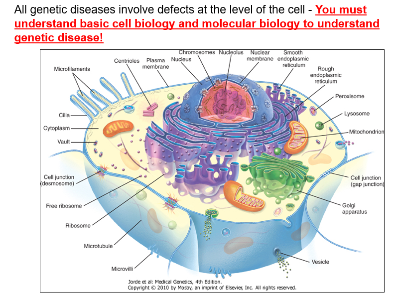 <p>you must understand basic cell biology and molecular biology to understand genetic disease</p>