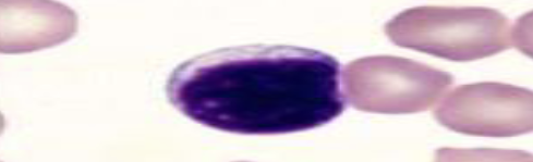 <p>What species does this lymphocyte belong to?</p>