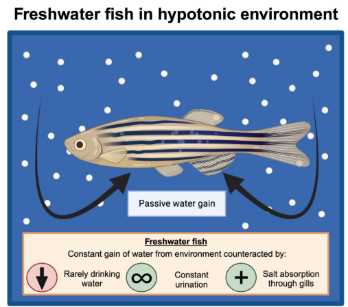 <ul><li><p><strong>Hypertonic </strong>to their environment</p><ul><li><p>Environment has a lower solute concentration</p></li></ul></li><li><p>Passive water gain from environment</p></li></ul><p></p><p>Maintenance adaptations:</p><ol><li><p><strong>Rarely drink water</strong></p></li><li><p><strong>Constant urination</strong></p></li><li><p><strong>Absorption of salt through the gills</strong></p></li></ol><p></p>