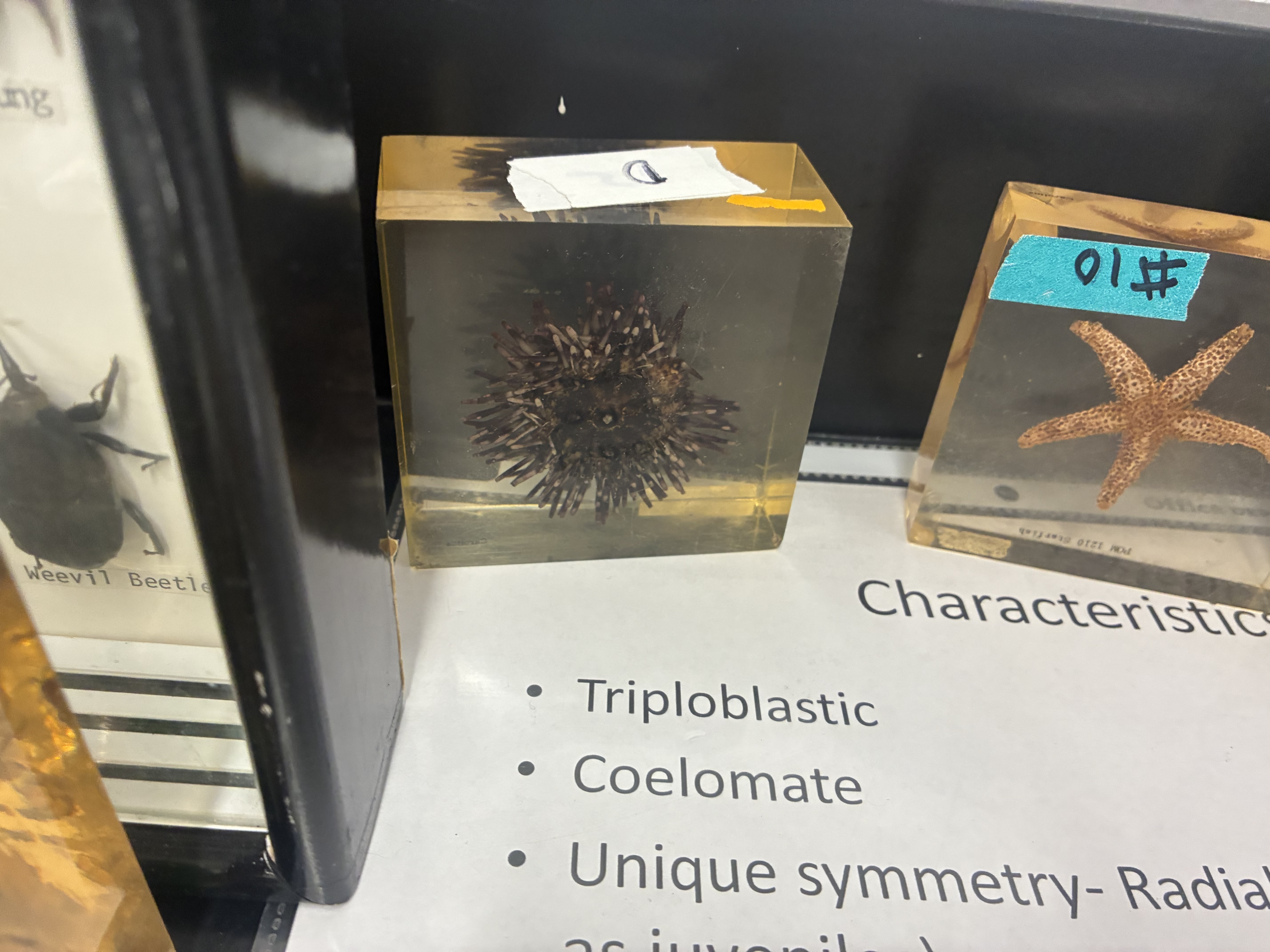 <p>Phylum, class, &amp; key characteristic?</p>