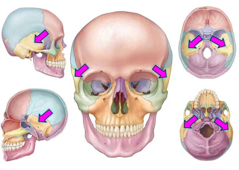 <p>Cranial</p><p><span style="font-family: Calibri, sans-serif; line-height: 107%;">contains external acoustic (auditory) meatus</span></p>