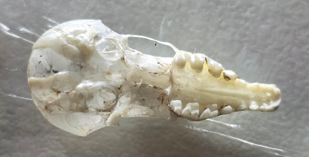 <p>What family does this skull belong to?</p>
