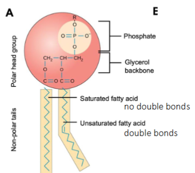 <ul><li><p>Phosphate head (gives the polar charge)</p></li><li><p>Glycerol (serves as the bridge between the head and tail)</p></li><li><p>Saturated fatty acid (straight carbon chain)</p></li><li><p>Unsaturated fatty acid (bent carbon chain caused by an alkene)</p></li></ul><p></p>