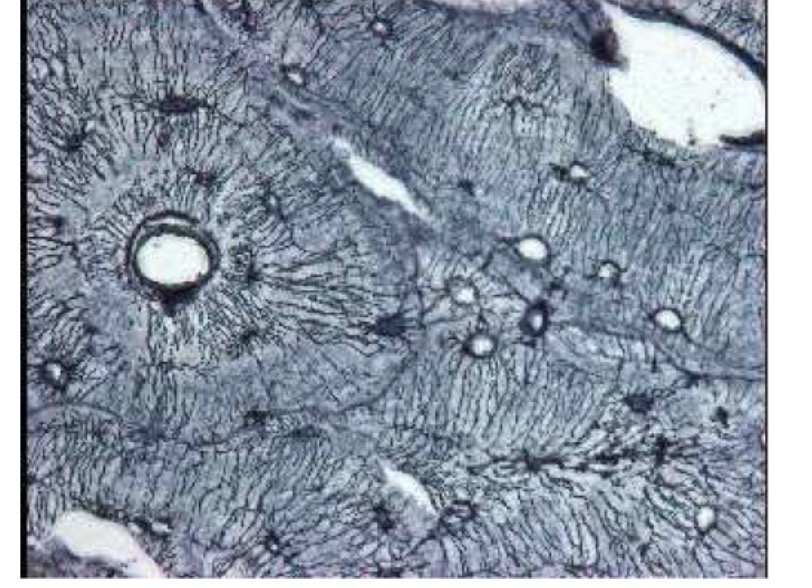 <p>Name the tissue </p>