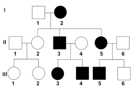 <p>Symbols used in Pedigree charts </p>