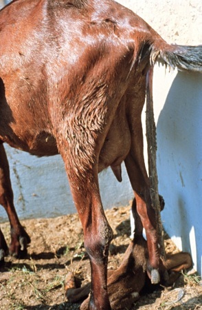 <p>Retained placenta management</p>