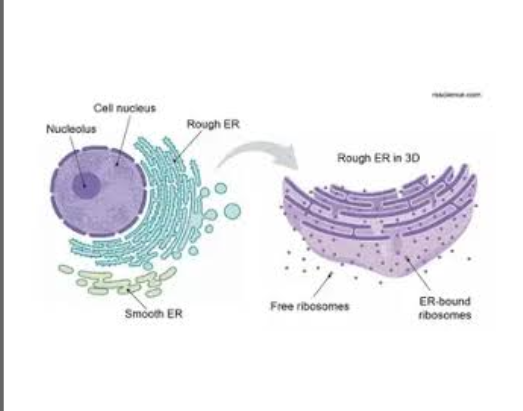 <p><span style="background-color: transparent;">Small, round organelles that are responsible for protein synthesis, using instructions from the DNA.</span></p>