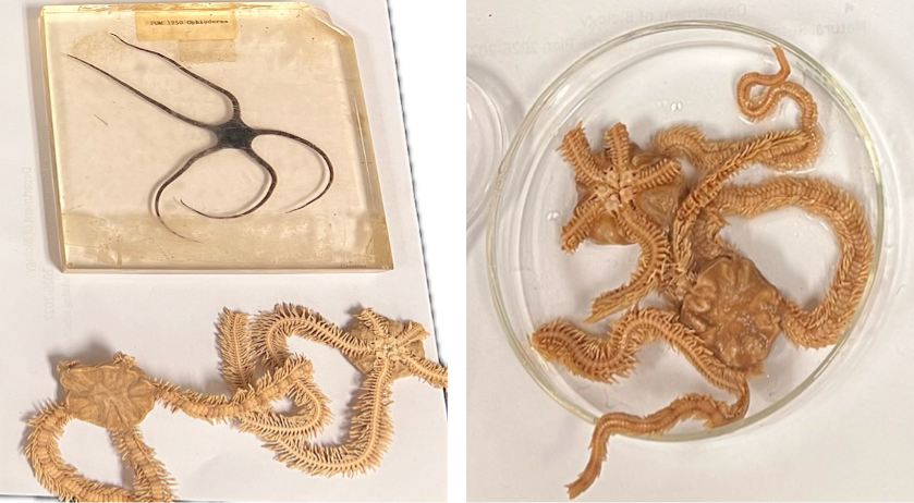 <p>What is this image of?</p><p>What Kingdom, Phylum, and Class are these found in?</p>