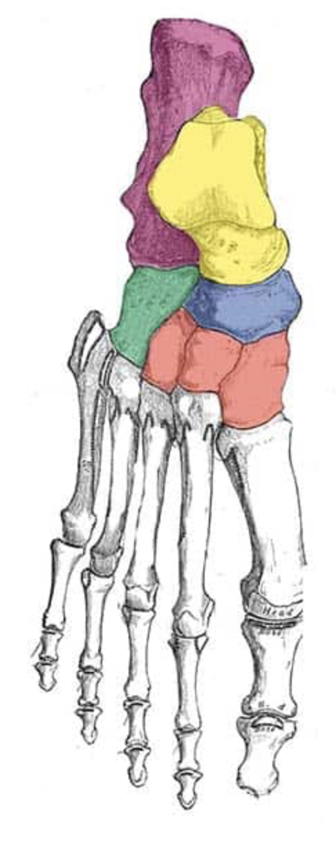 <p>What are the ankle bones called?</p>