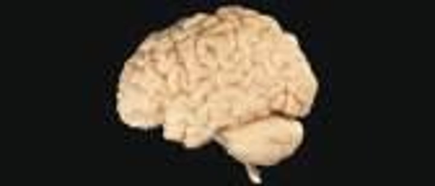 <p>It protects the brain from harmful substances while allowing necessary nutrients to pass.</p>