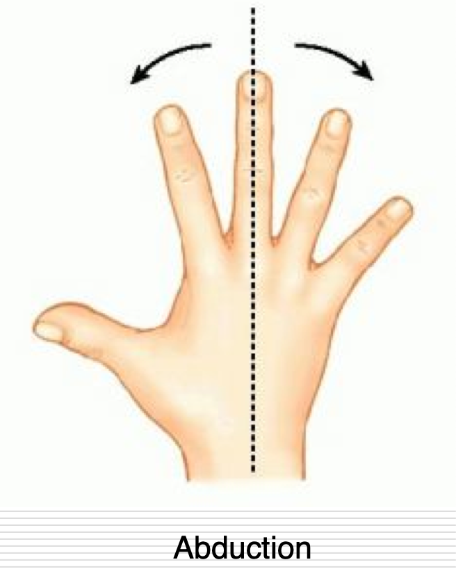 <p>Movement of fingers away from the 3rd (middle) digit </p><p>Movt. of 3rd digits itself is in reference to the midline of body </p>