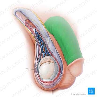 <p>pene</p>