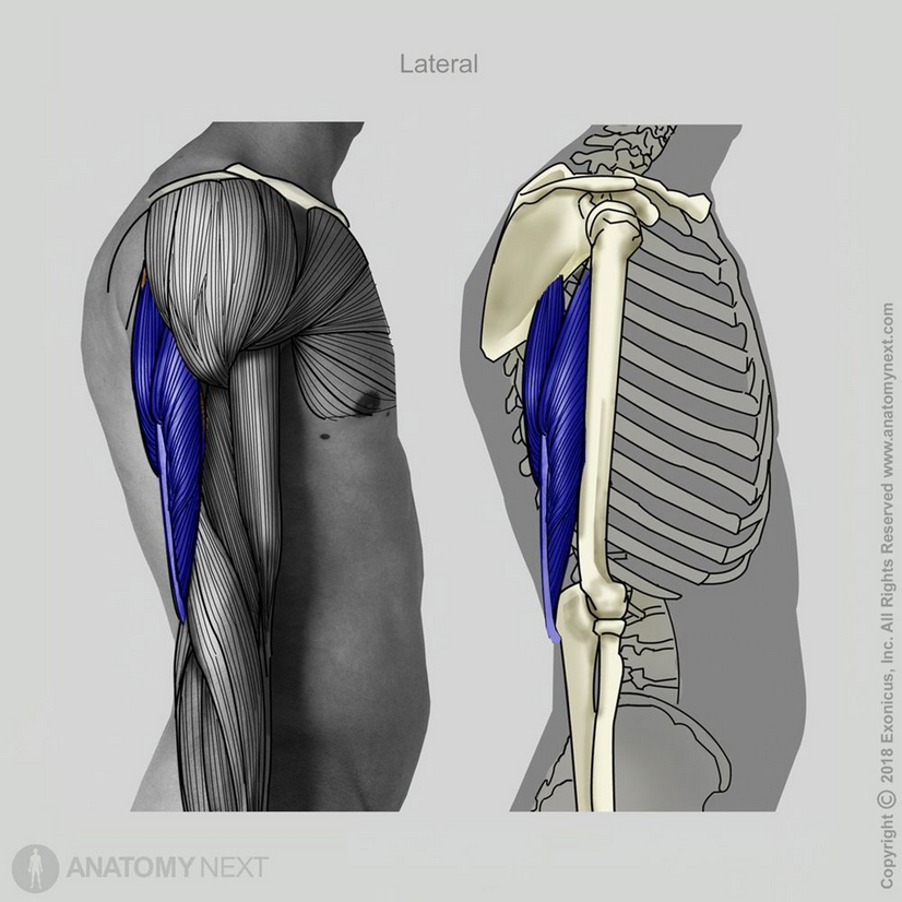 <p>triceps brachii</p>