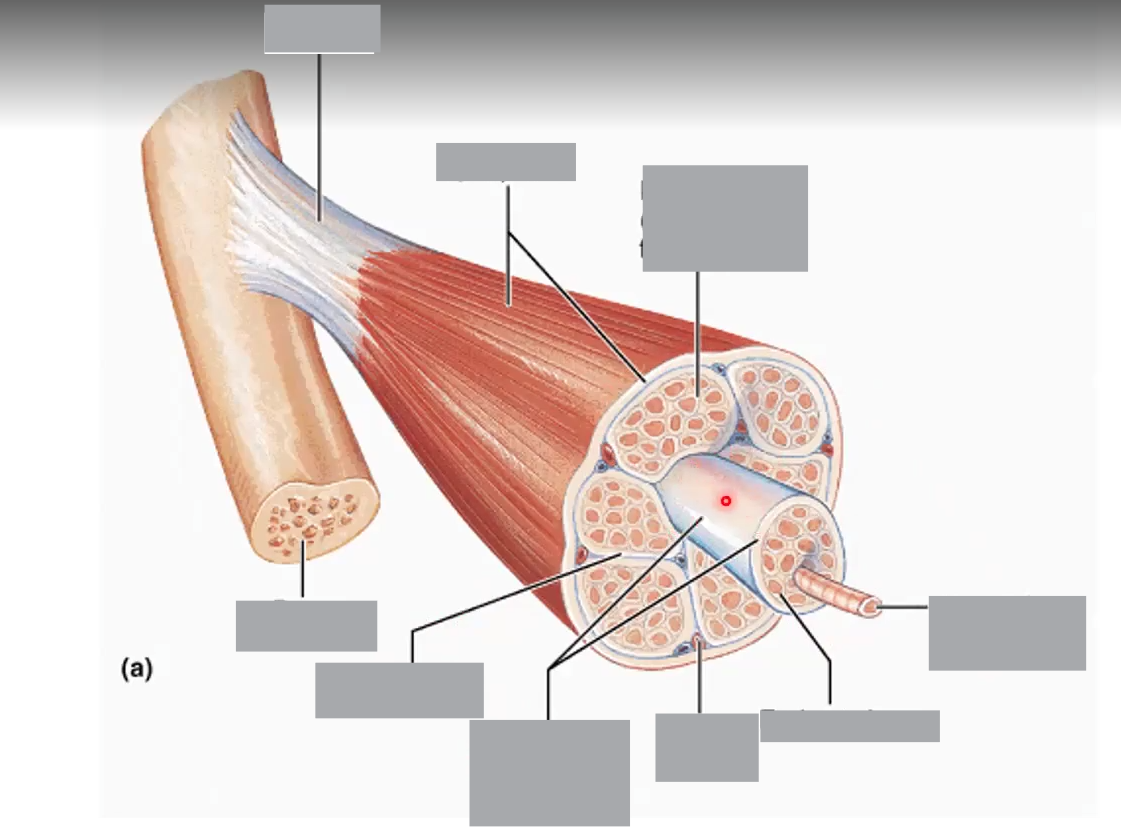 <p>Label all parts of the muscle structure</p>