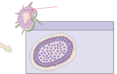<p>Identify what is indicated by red pointer</p>