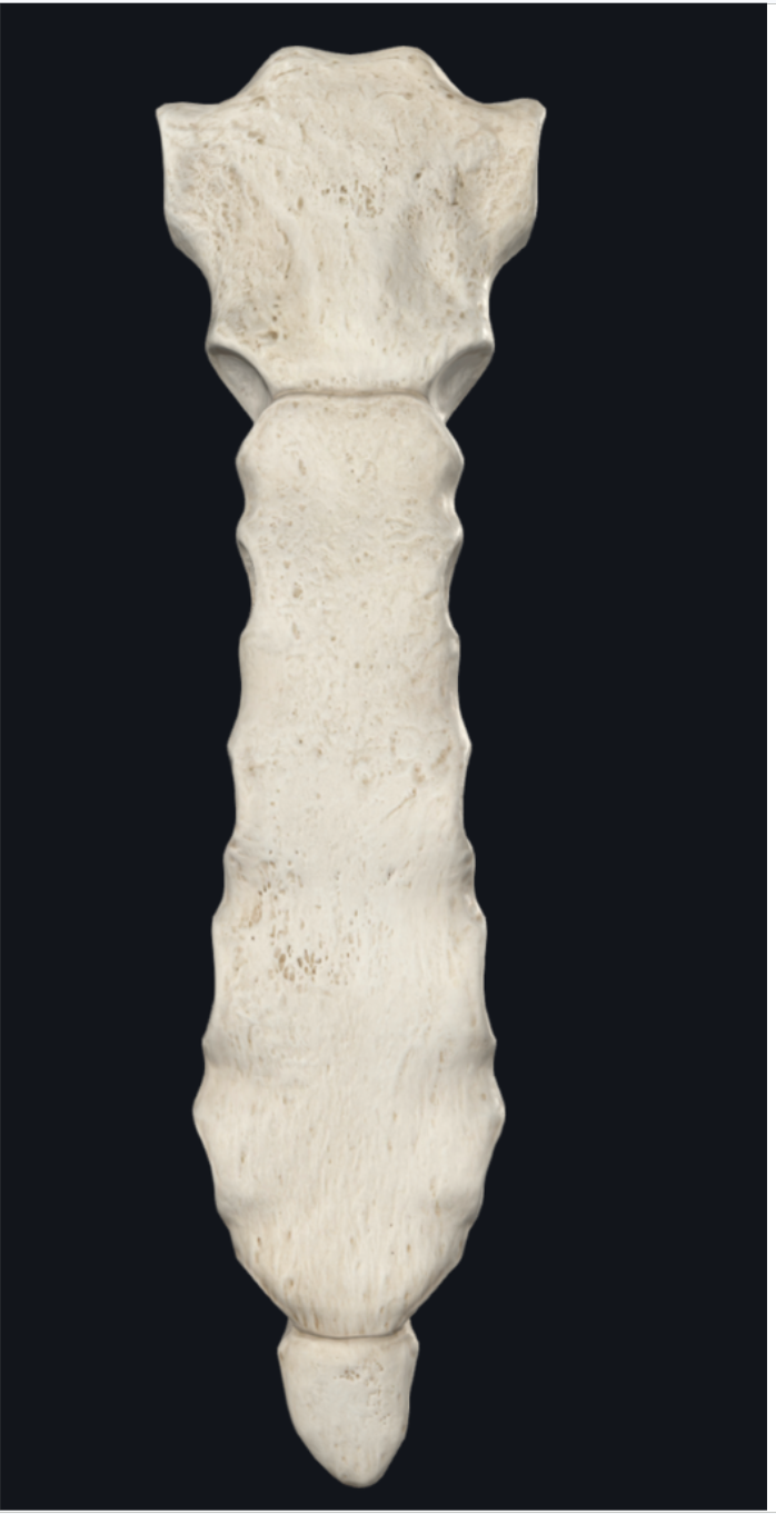 <p>Identify the bone</p>
