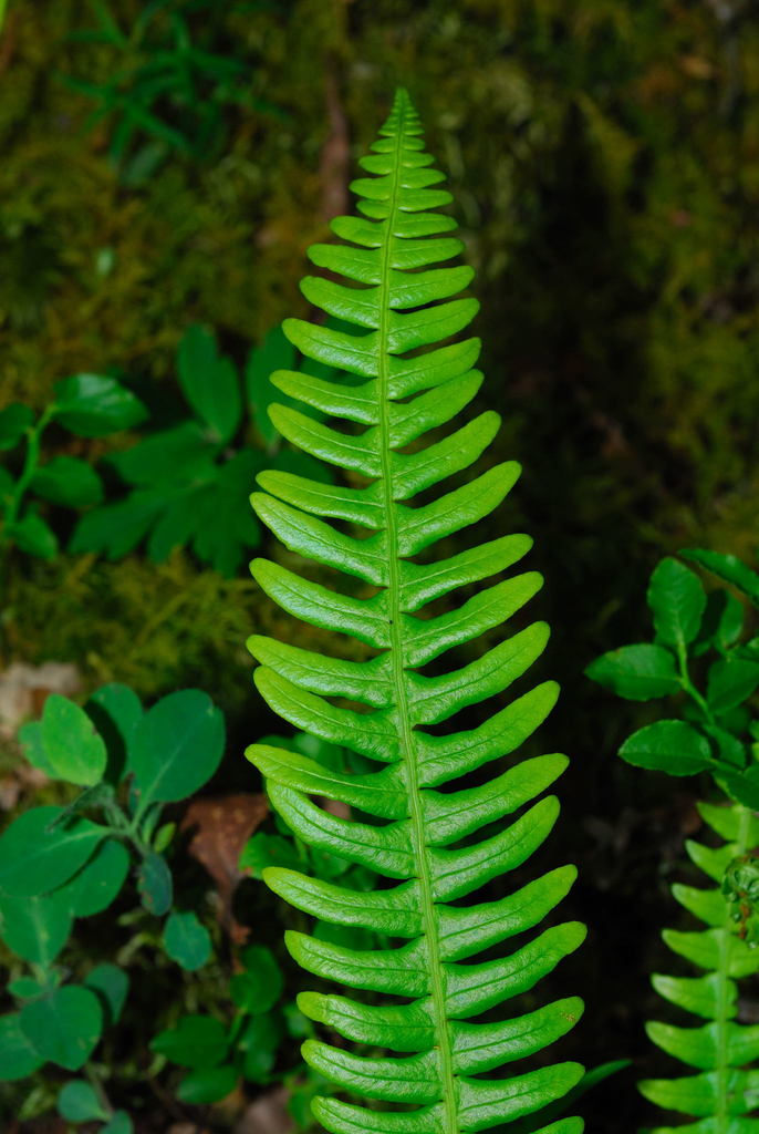 <p><span>Deer Fern</span></p>