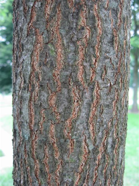 <p><em>Quercus coccinea</em></p>