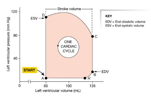 <p>When the heart contracts, the pressure increases and blood flows out of the heart into areas of lower pressure. </p><p>A: the ventricle has completed a contraction and contains the minimum amount of blood that it will hold during the cycle</p><p>→ it has relaxed and pressure is at minimum value</p><p>→ blood is flowing into atrium from pulmonary veins</p><p>→ AV valve is open</p><p>A’: atrial contraction (last 20% of blood flow)<br>B: the ventricle contains the max volume of blood = EDV<br>→ ventricular contraction begins and the AV valve closes</p><p>C: semilunar valves open as ventricular presure exceeds pressure in aorta</p><p>D: semilunar valve closes = ESV</p><p>→ ESV = minimum volume of blood the ventricle contains during one cycle<br>D-A: isovolumic relaxation<br></p><p>When ventricular pressure finally falls to the point at which atrial pressure exceeds ventricular pressure, the mitral valve opens and the cycle begins again</p>