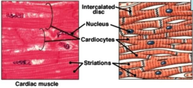 <p>Cardiac Muscle Tissue</p>