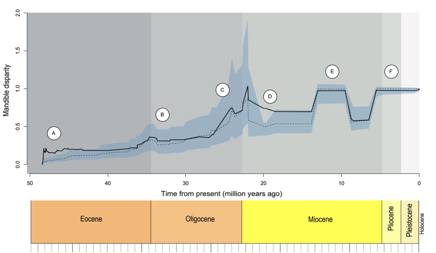 <p>Coombs et al (2024) used fossil and extant toothed whale mandibles (lower jaw) to predict when echolocation may have originated and been refined. The solid line represents disparity based on observed data whereas the dashed line represents disparity from a model prediction. The blue band is the uncertainty for the modeled data.</p><ol><li><p>What is on the x-axis? What is on the y-axis? Are there any other variables represented? If so, how?</p></li><li><p>What is the independent variable? What is the dependent variable?</p></li><li><p>In one sentence, describe the pattern or trend created by the data.</p></li><li><p>Summarize the statistics descriptively (significance, effect size, variance).</p></li><li><p>What hypothesis does this data support? What hypothesis(es) does this data reject?</p></li></ol><p></p>