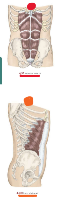 <p>ORANGE</p>