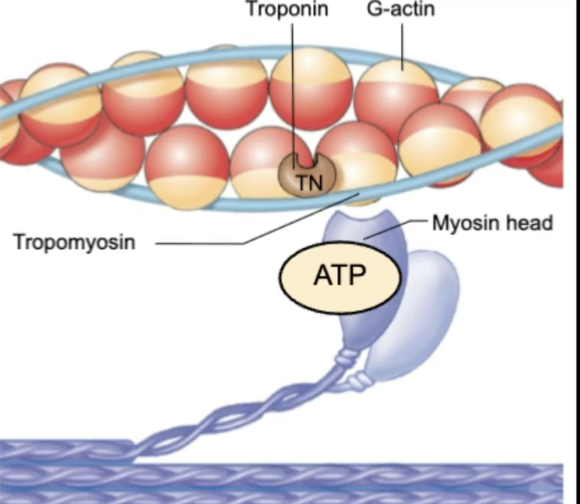 <p>The Relaxed State</p><ul><li><p>myosin head is cocked</p></li><li><p>tropomyosin partially ___ binding site on actin</p></li><li><p>myosin is weakly bound to actin</p></li><li><p>tropomyocin is ____ myosin from strongly interacting with the actin</p></li><li><p>troponin is NOT bound by _____</p></li></ul><p></p>