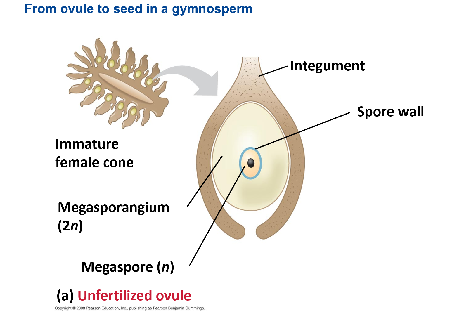 <p>Fill in the blank</p><p>A ___ ovule becomes a seed</p><p></p>