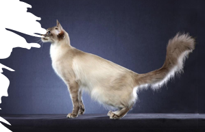 <p>Medium size, graceful, vocal, affectionate, social, active, intelligent </p><p>12-20 years </p>
