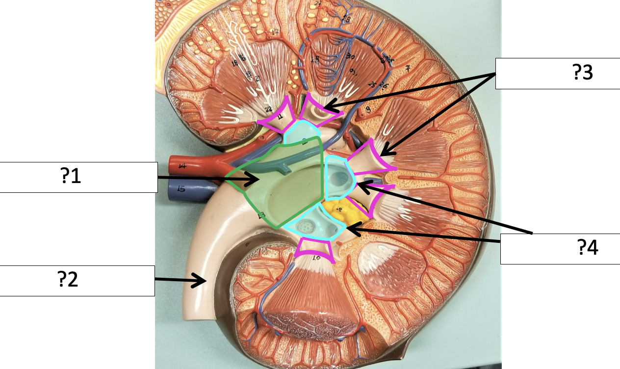 <p>4 Name the structure?</p>