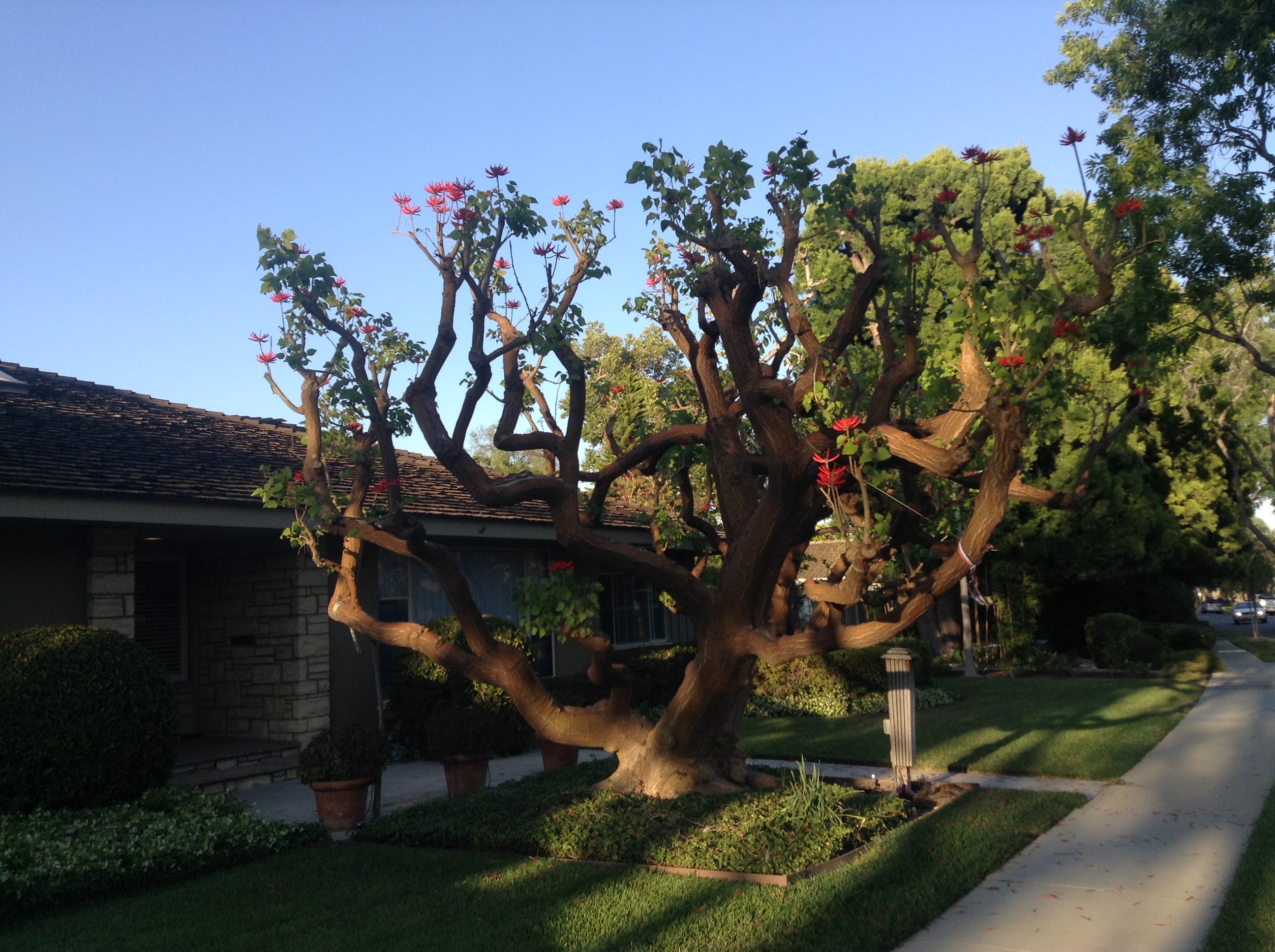 <p>Erythrina coralloides - Naked Coral Tree</p>