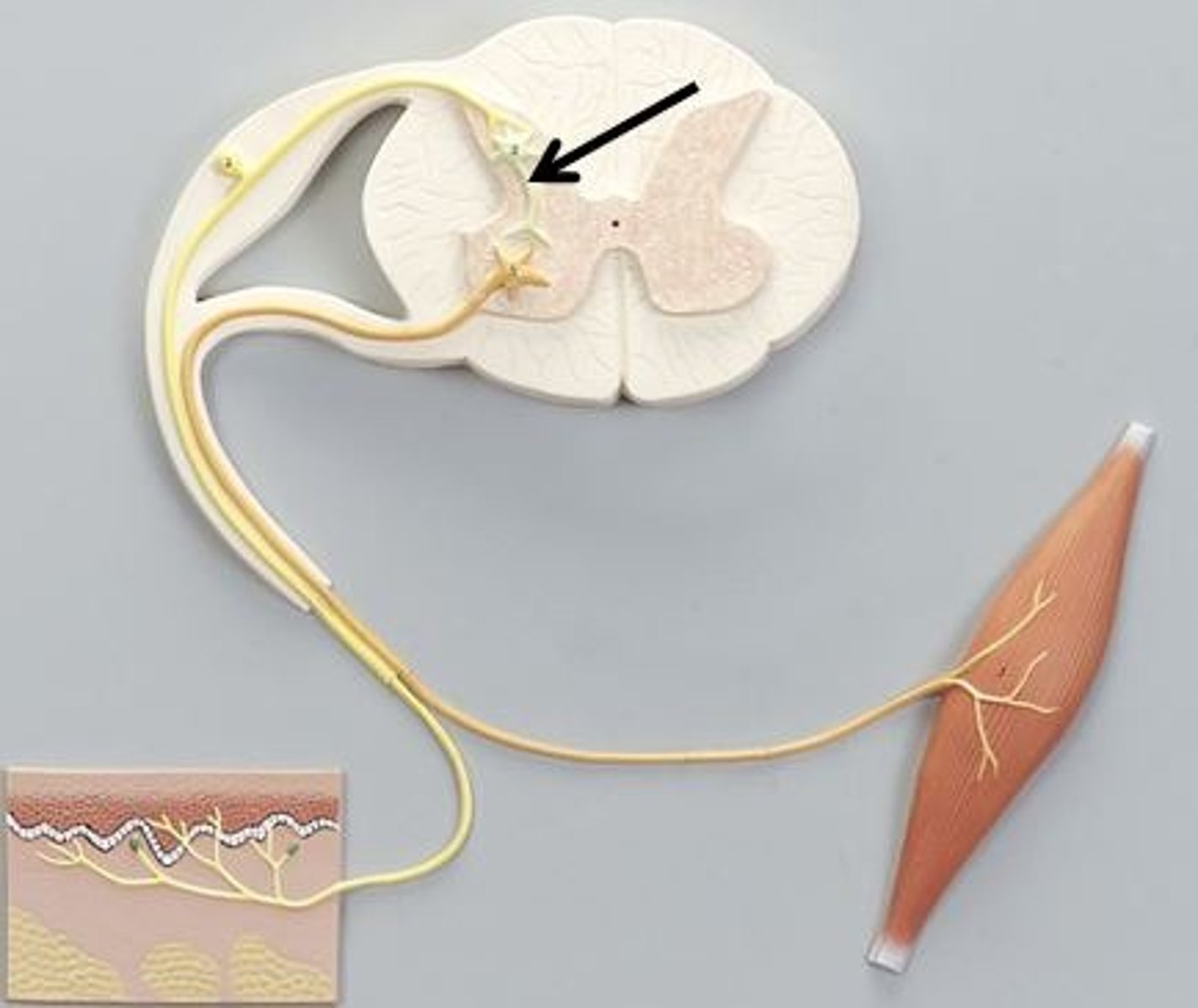 <p>Identify this structure of a reflex arc (be specific).</p>