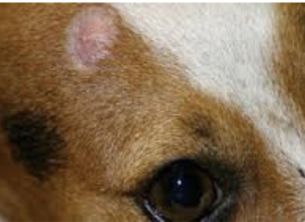 <img src="blob:null/860a6a94-003e-401b-95ed-c4bb2efaa4ce" width="201" height="140"><p>Radial alopecia</p>