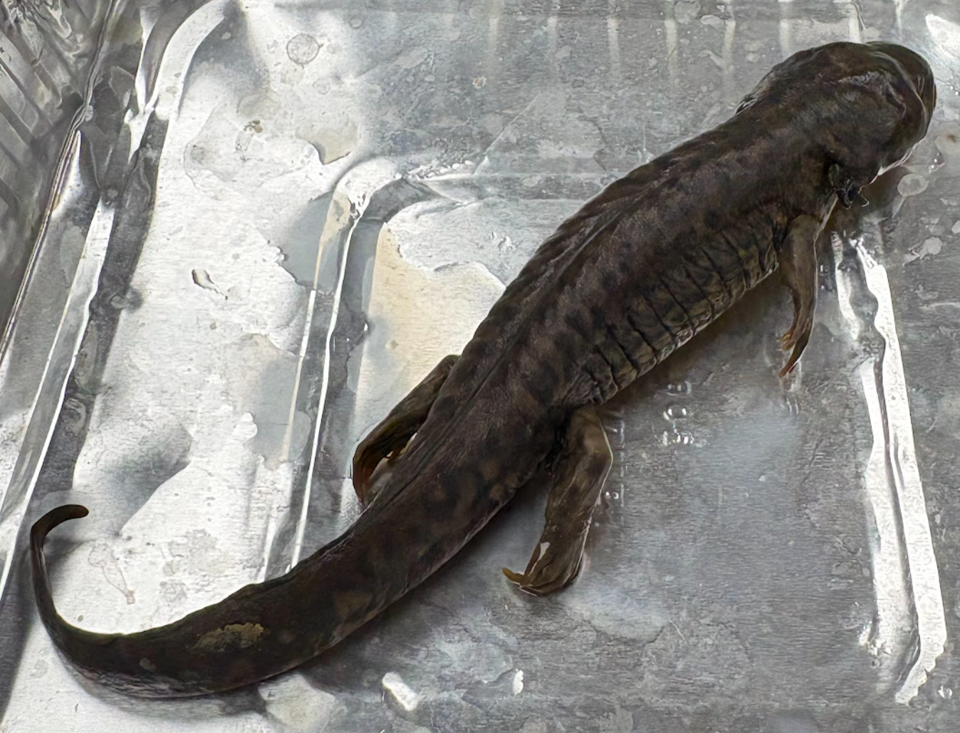 <p><span style="background-color: transparent;">Ambystoma tigrinum</span></p>