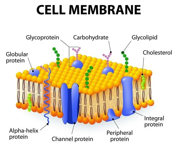<p><mark data-color="red" style="background-color: red; color: inherit;">The thin layer of tissue that surrounds the cell.</mark></p><p>• It <mark data-color="purple" style="background-color: purple; color: inherit;">protects the interior of the cell</mark> from its surroundings.</p><p>• It is <mark data-color="blue" style="background-color: blue; color: inherit;">SEMIPERMEABLE</mark> - it allows certain substances to enter the cell</p><p></p>