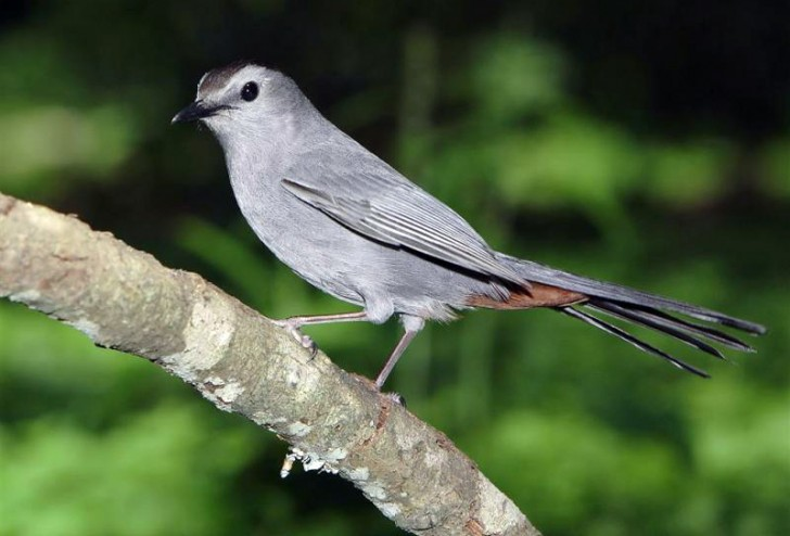 <p>Common name<br>Family</p>