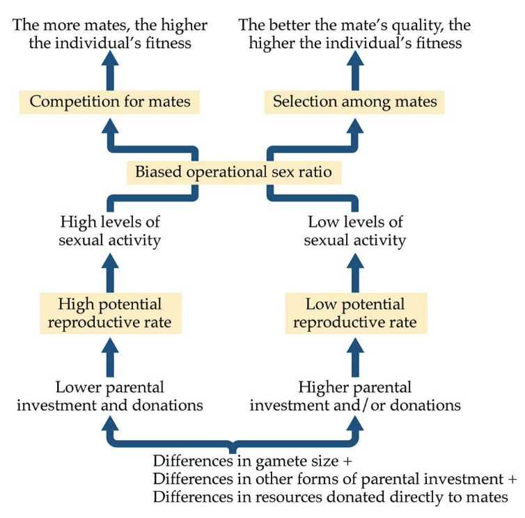 <p>difference in gamete size/parental investments/resources donated directly to mates affect investment</p><p></p><p>high investment/donations = low potential reproductive rate = low sexual activity = biased operational sex ration = selection among mates = the better the mate’s quality, the higher the individual’s fitness</p><p></p><p>low investment/donations = high potential reproductive rate = high sexual activity = biased operational sex ration = competition for mates = the more mates, the higher the individual’s fitness</p>