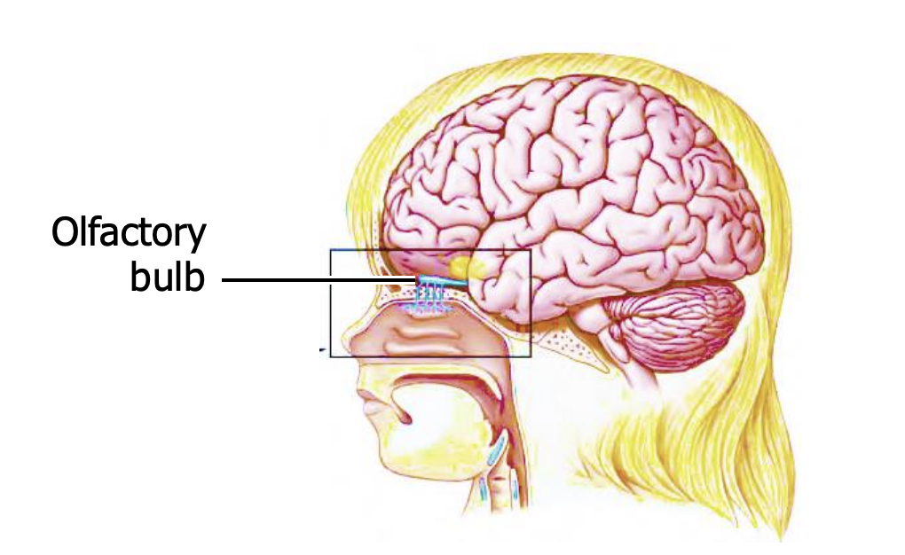 <ul><li><p>The bulb is an extension of the cerebrum, and lies on the underside of the frontal lobes. </p></li><li><p>The projection from the receptors to the bulb is called the olfactory nerve, or cranial nerve I.</p></li></ul><p></p>