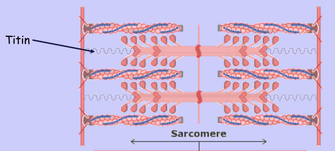 <p>Holds myosin in place at each end of the sarcomere </p>