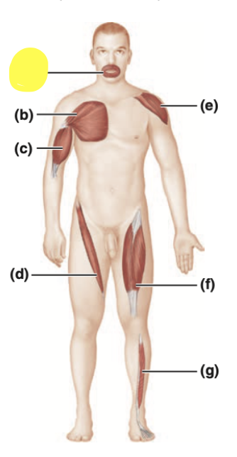 <p>name this muscle shape</p>