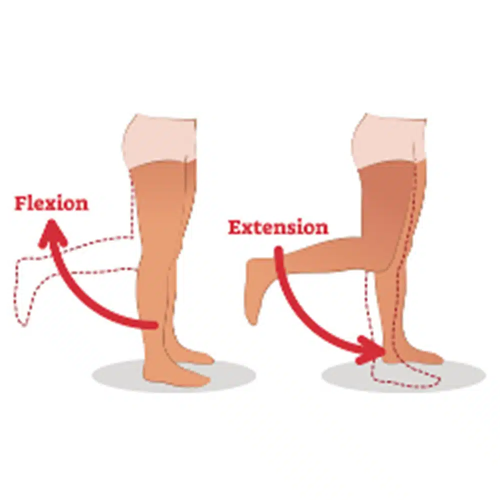 <p>Posterior thigh (knee):</p>