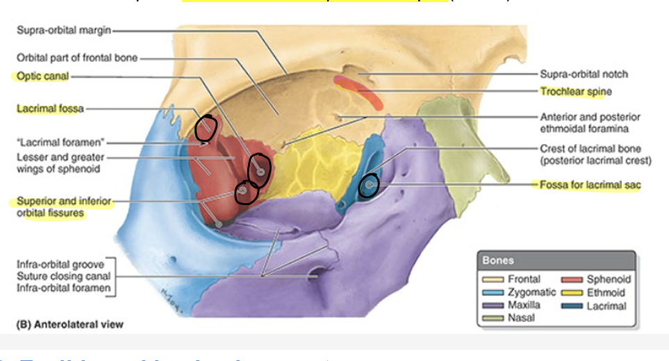 <ul><li><p>optic canal: CN II, ophthalmic artery</p></li><li><p>superior orbital fissure: ophthalmic nerve (CN V1), CN III, IV, and VI</p></li><li><p>lacrimal fossa: lacrimal gland (frontal bone)</p></li><li><p>trochlear spine: for trochlear of sup. oblique (CN IV)</p></li></ul><p></p>
