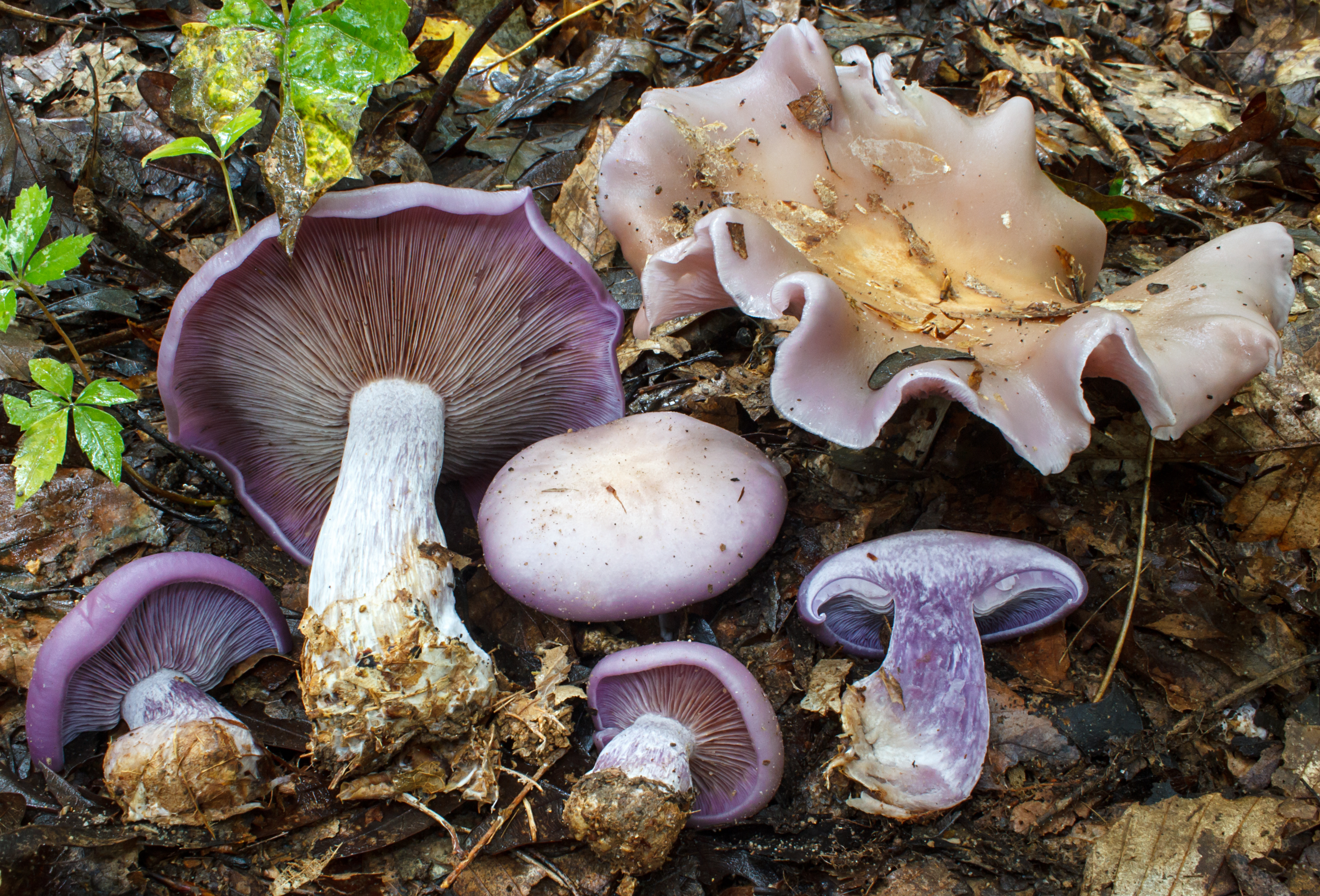 <p>Blewit</p>