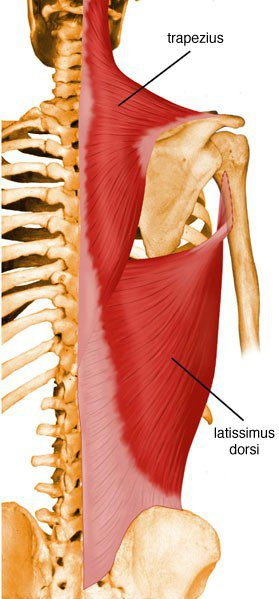 <p>Latissimus dorsi* (Muscles crossing the shoulder - arm movement 2 of 9):</p><p>What is OIA<span style="color: rgb(244, 9, 9);">A</span>?</p>
