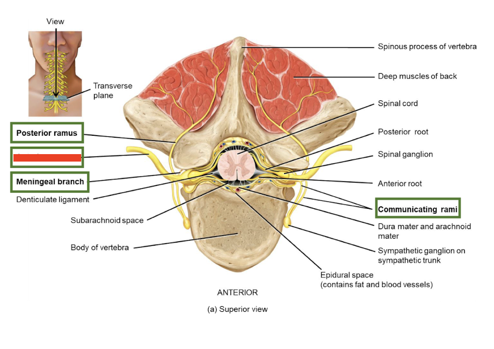 <p><strong>Anterior rami</strong></p>