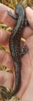 <p>Eastern and South Central KS</p><p>Slender</p><p>Narrow head</p><p>Brownish/olivish/blackish & frosted flakes</p><p>Fossorial</p>