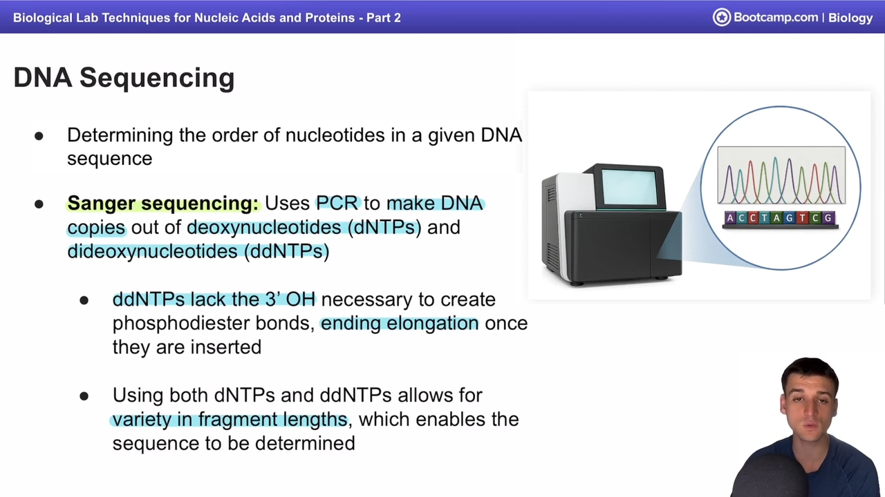 <p>used in DNA sequencing, a deoxynucletide that does not have the 3’ OH needed to conntinue elongation, leading to a stop in copying</p>